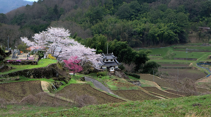 Fioritura dei ciliegi in Giappone: uno spettacolo unico Forexchange
