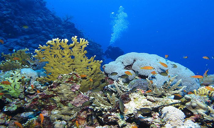 Mar Rosso: immersioni nel reef di Berenice Forexchange
