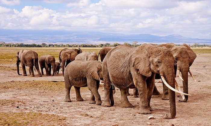 Safari in Kenya: scopriamo i 3 parchi più belli Forexchange