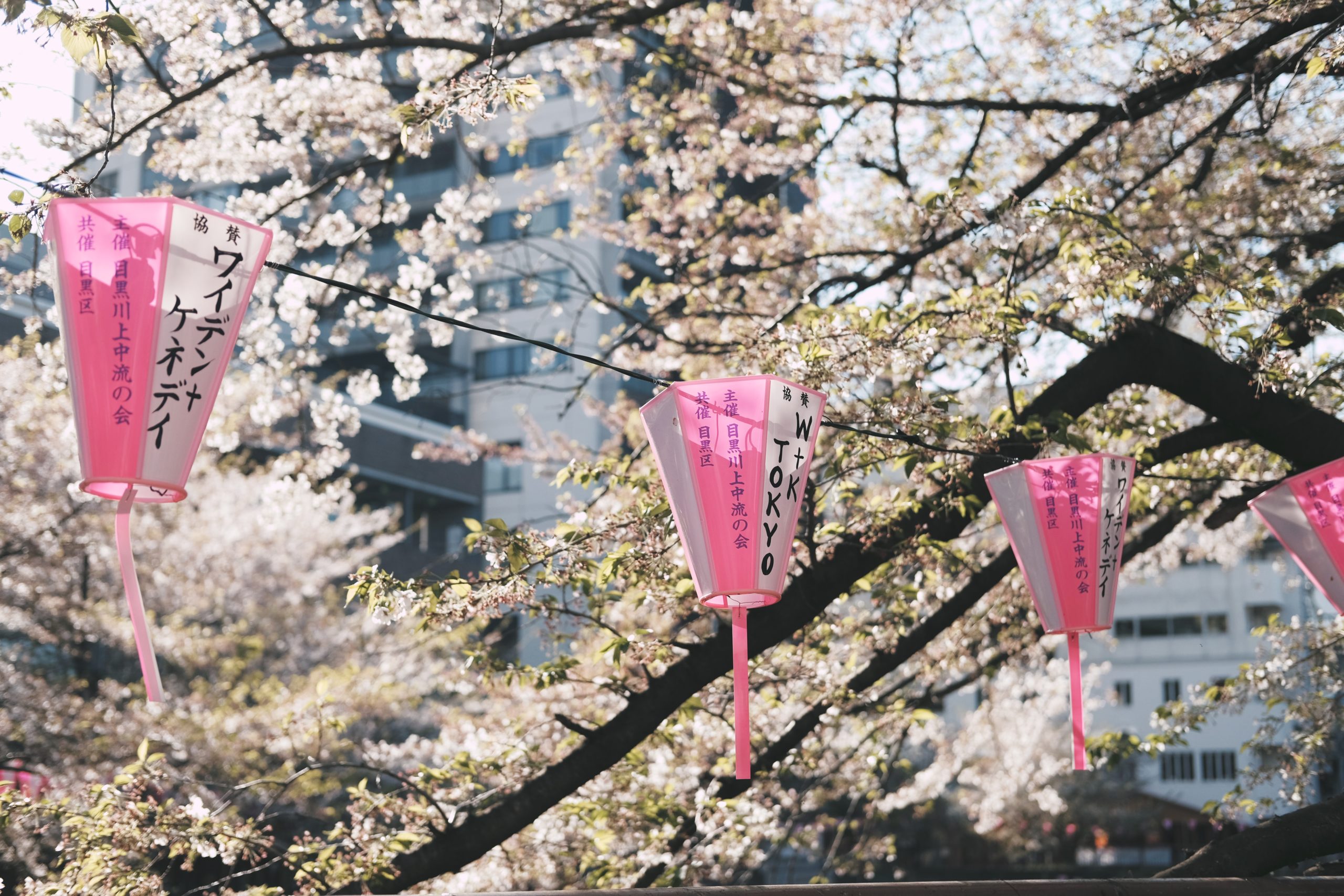 Sakura Tour: un viaggio in Giappone per ammirare la fioritura dei ciliegi